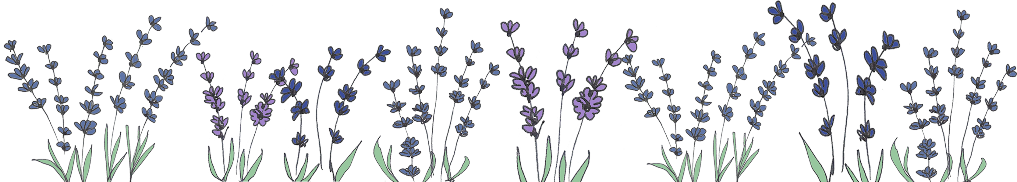 [Image: lavender-border1-3338x600.png]